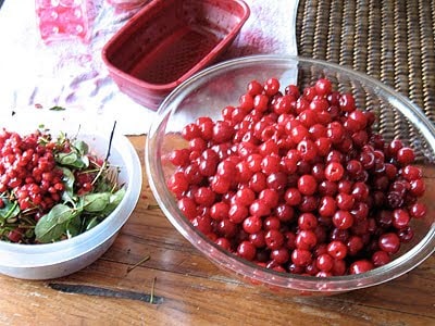 bow of fresh cherries