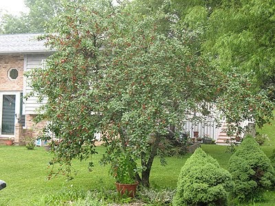 sour cherry tree