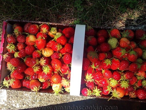 basket of fresh picked strawberries