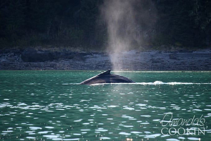 whale diving back into water