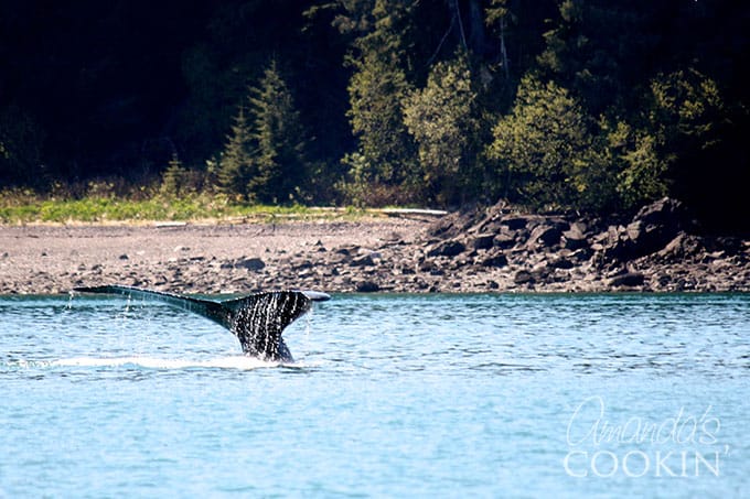 tail of a whale poking out of water