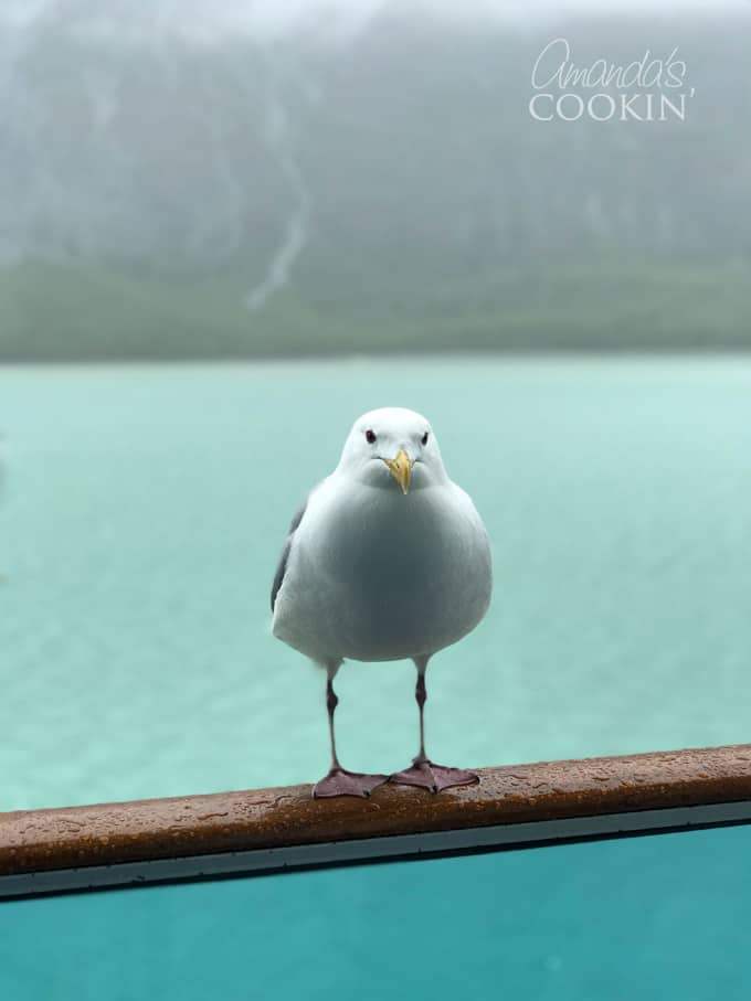 seagull