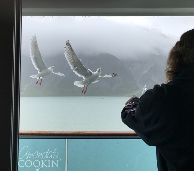 glacier bay seagulls